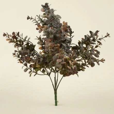 Eucalyptus Cinerea Bunch x 5